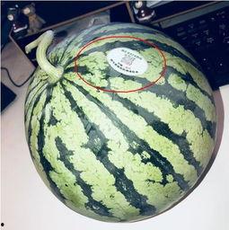 微山吃瓜网红,揭秘网络红人的幕后生活  第1张